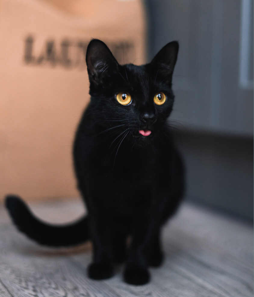 Why Black Cats Are Associated With Halloween and Bad Luck