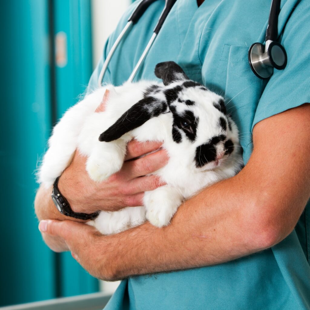 Emergency Vet Care for Rabbits_ Understanding Gut Stasis AREC Vet