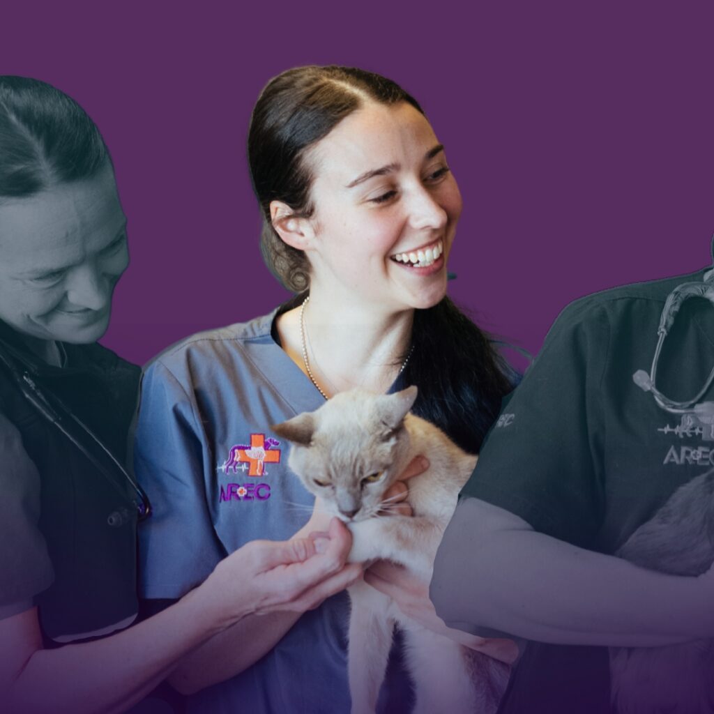 Animal Attendant AREC Emergency and Critical Care Vet Newcastle NSW