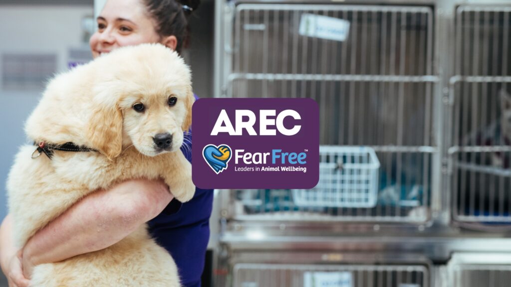 AREC Vet Fear Free Certified - A Golden Retriever puppy is being cuddled by a Vet Nurse in a Vet hospital.